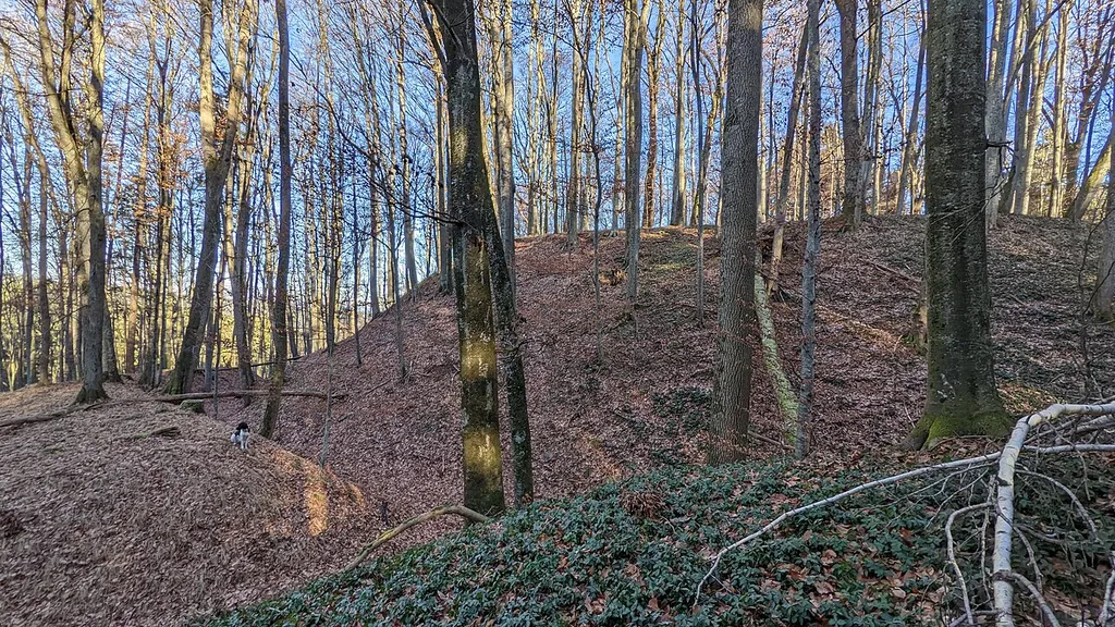 Burgstall Moosburg (Eppishausen) - Plateau mit Wall- und Graben mit Münsterländer