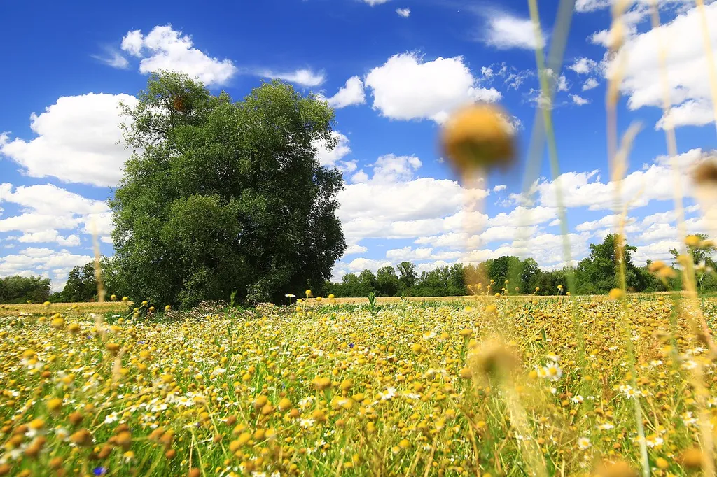 Sommerliche Wildblumenwiese im FFH-Gebiet Elbaue zwischen Saalemündung und Magdeburg an der Umflutehle/Biederitzer See