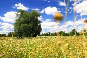 Elbaue zwischen Saalemündung und Magdeburg