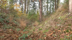 Section wall Kröver Burgberg