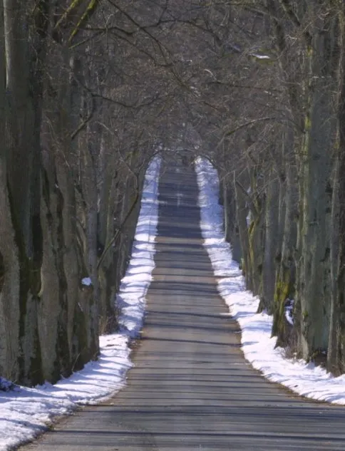 Allee zu Schloss Greifenstein im Februar 2005