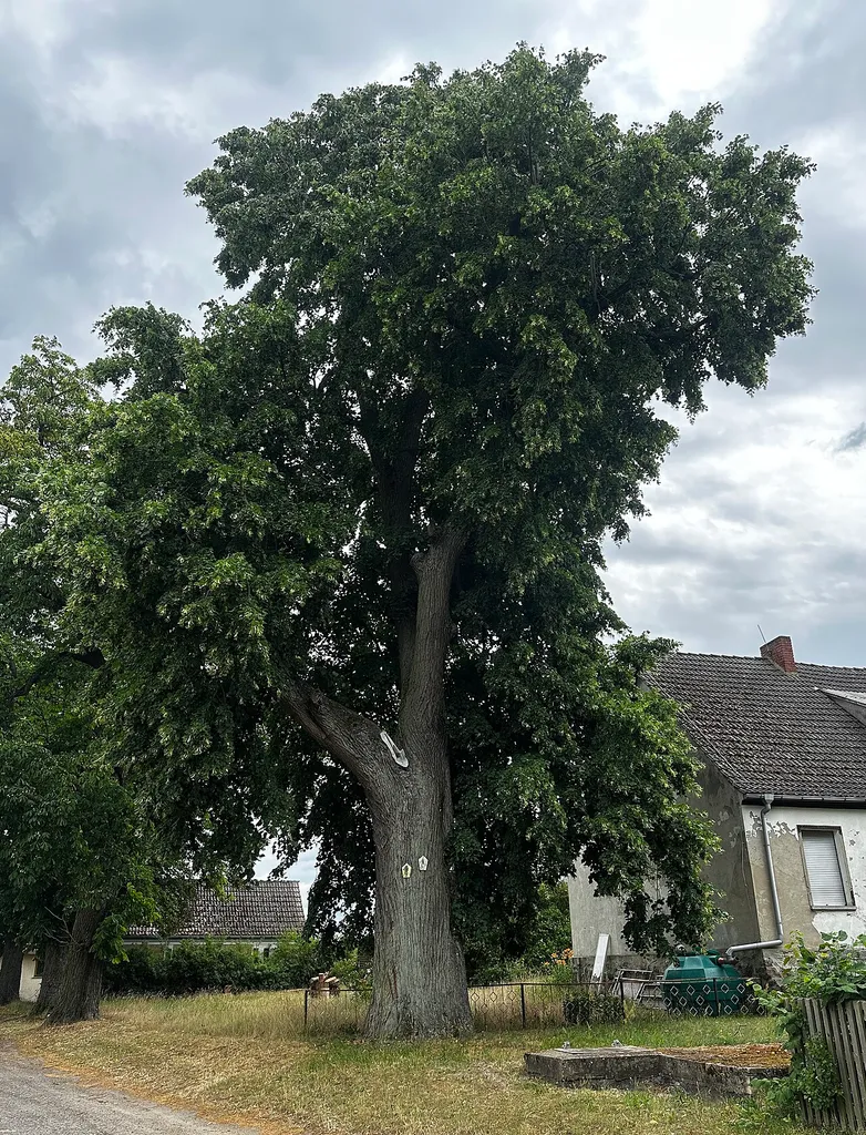 Naturdenkmal Linde am Kindergarten im Ort, südlich der Kirche, auf dem Gelände des Kindergartens in Grubo