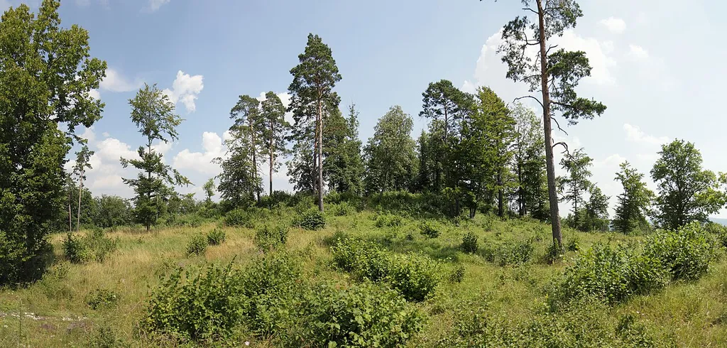 Burgstall Ebermannstadt - Ansicht des Kernhügels aus nordwestlicher Richtung