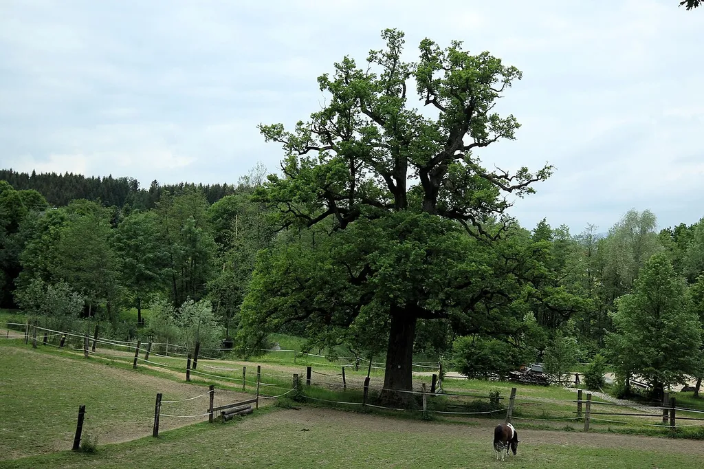This media shows the natural monument in Upper Austria with the ID nd275.