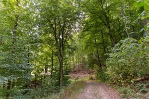 Waldgebiet zwischen Uckersdorf und Burg