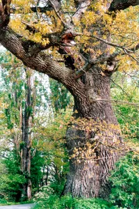Neuhaus Oak