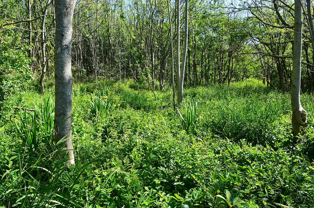 Svartorstrandskogen er fremtredende i den delen av reservatet som vender mot sjøen.
