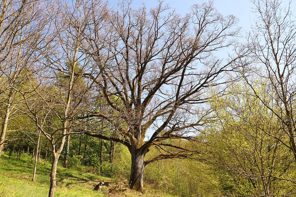 Die Eiche in der Nähe der Ulrichskapelle beim Creglinger Ortsteil Standorf (Frühjahr 2017); Naturdenkmal 81280200014 "1 Eiche an der Kirche".
