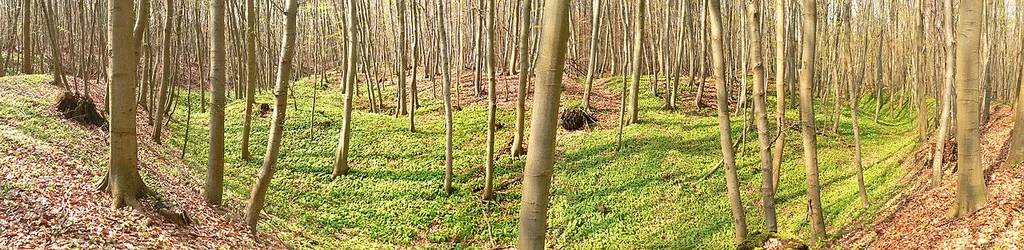Wallreste und Burghügel der Warburg im Elm