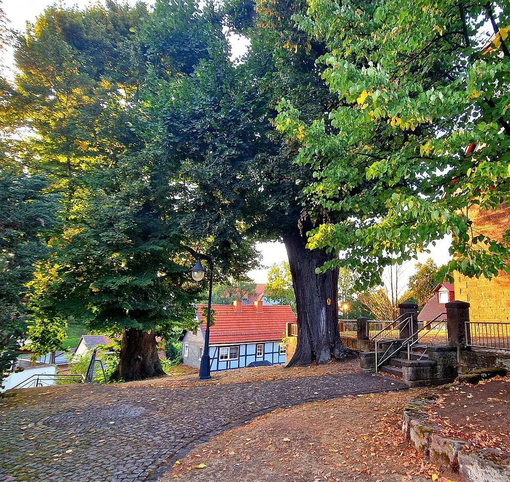 The old summer linden trees in Thalwenden are located on a hill directly in front of the church entrance