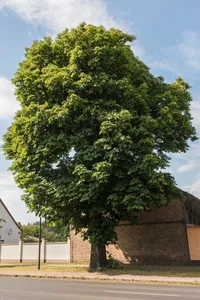Naturdenkmal Rosskastanie Dorfstraße vor dem Grundstück Plessow, gegenüber der Kirche in Sommerfeld