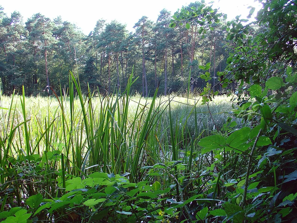 Hühnermoor