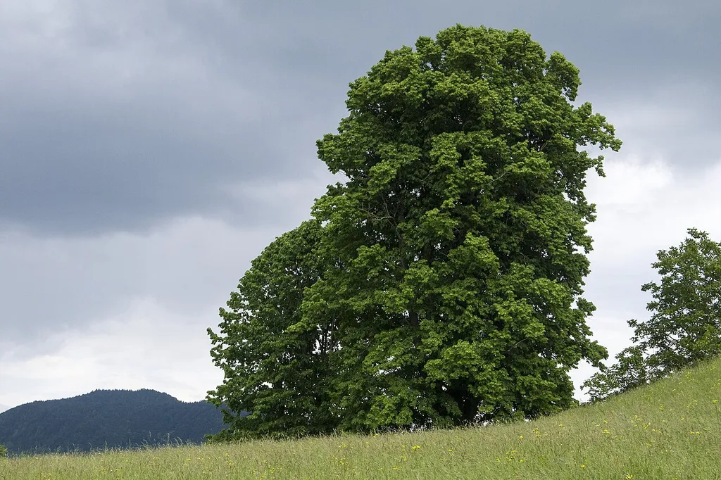 This media shows the natural monument in Upper Austria with the ID nd383.