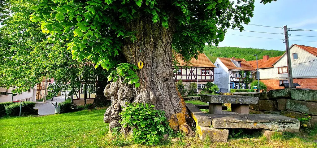 Linden tree in front of the church at Vatterode in Eichsfeld, Thuringia Small-leaved lime (Tilia platyphyllos)