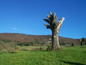 1 Eiche auf dem Kirchenköpfle