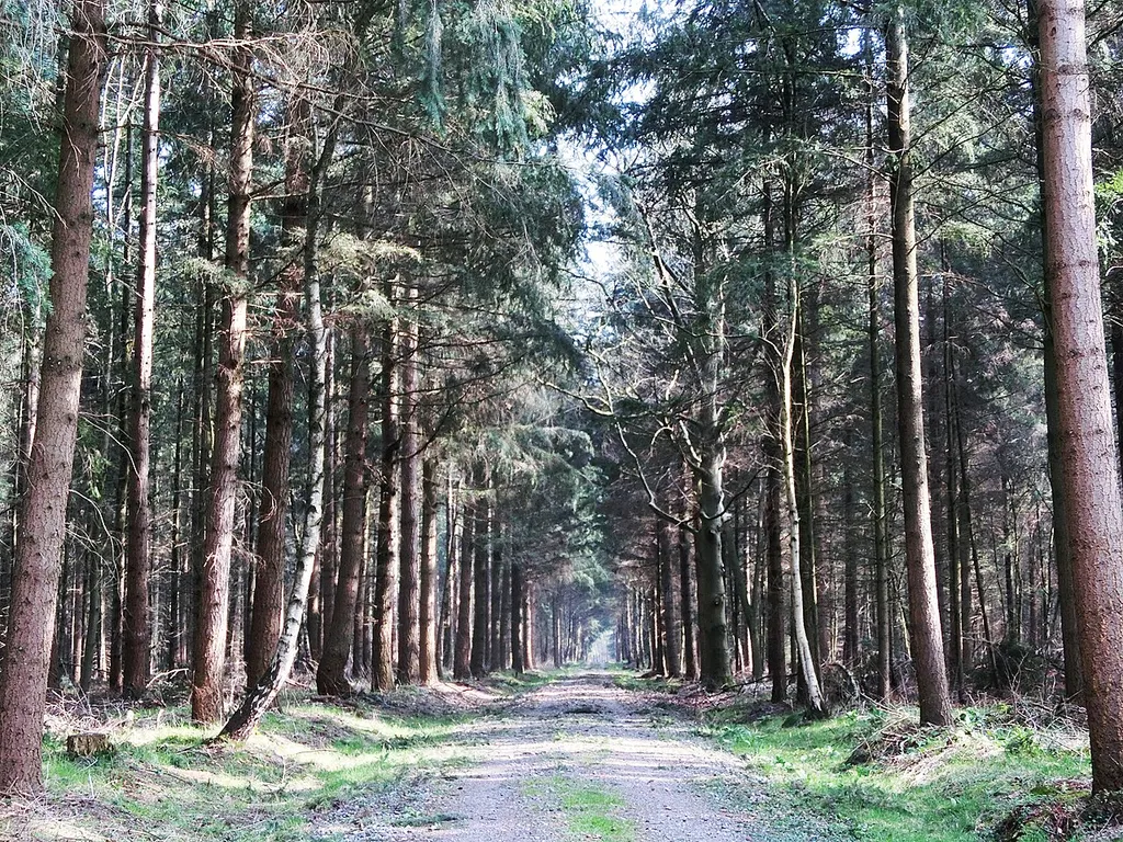 Staatsforst Alt Osenberge Landschaftsschutzgebiet, LSG LK OL 00042