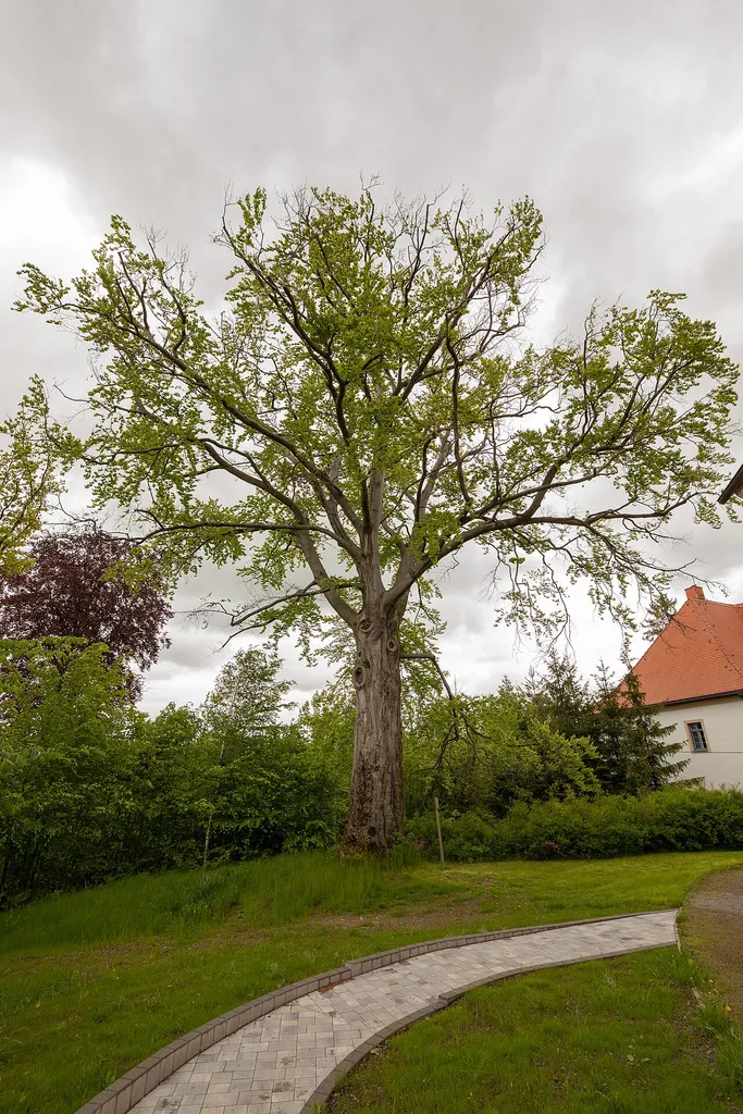 Rot-Buche in Oberschöna Mai 2021