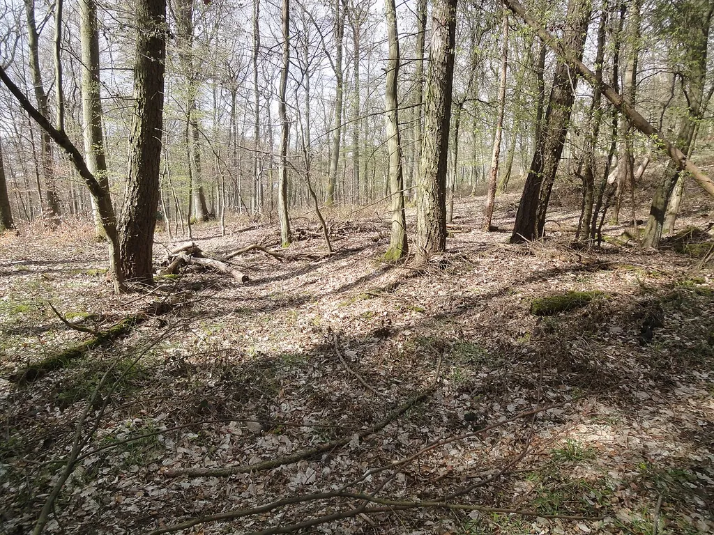 Der schwach wahrnehmbare Abschnittswall der Ohlandsburg