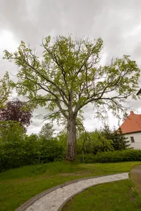 Rot Buche Oberschöna