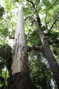 Yarriabini National Park