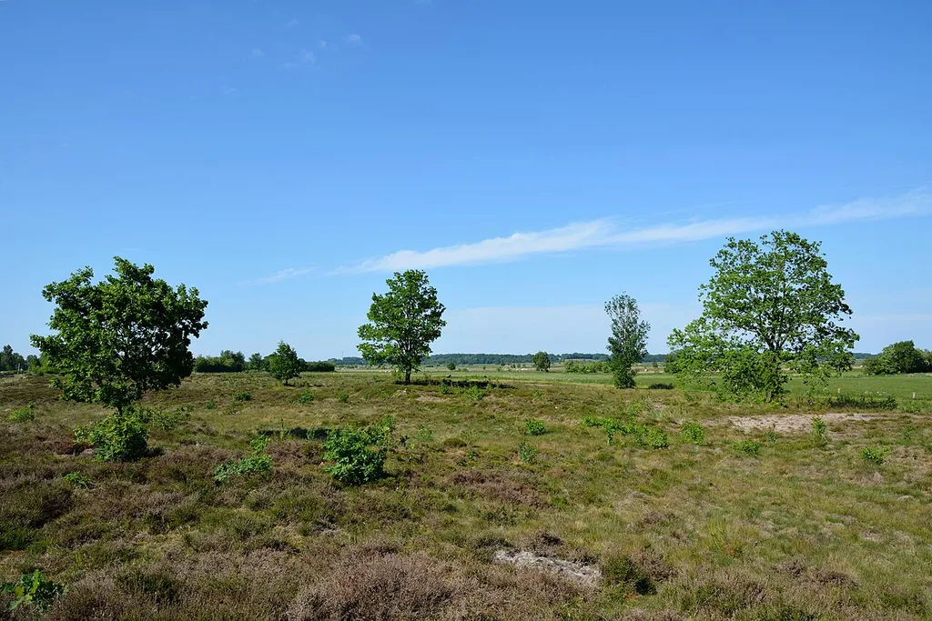Impressionen aus dem Landschaftsschutzgebiet "Jägersburger Heide" in Elpersbüttel, Schleswig-Holstein. This is a picture of the protected area listed at WDPA under the ID 321988