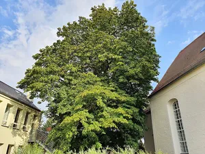 Kastanie an der Kirche