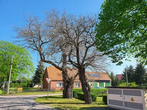 Naturdenkmal Maulbeerbaum 2 am Spielplatz, Flur 1, Flurstück 207 in Caminchen