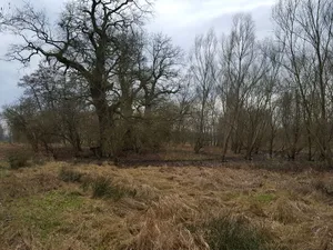 Burgwall Reckahn