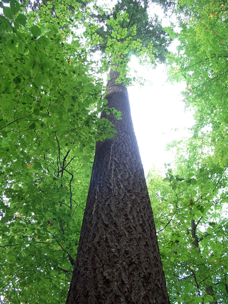 63,33 m high Pseudotsuga menziesii in Germany