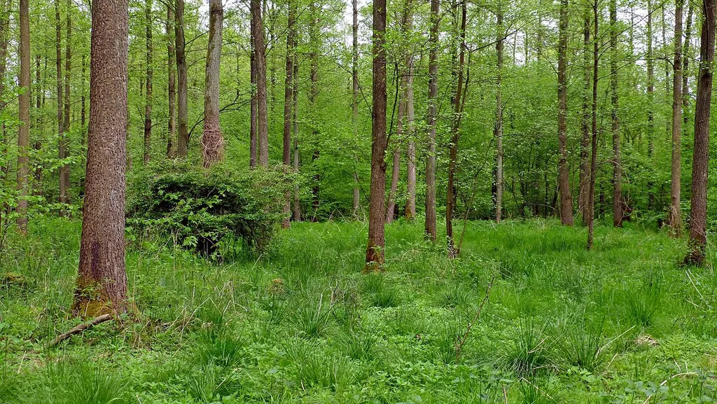 Im südöstlichen Bereich durchfließt die Alte Thöse das Naturschutzgebiet. Die vorherrschende Baumart ist hier die Erle. Auch ein blühender Weißdorn-Strauch, umrankt von Hopfen, ist zu sehen. Das Naturschutzgebiet ist fast deckungsgleich mit dem FFH-Gebiet Brand (3426-301).