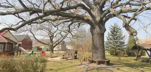 Naturdenkmal Stieleiche auf dem Spielplatz Frauenhorst