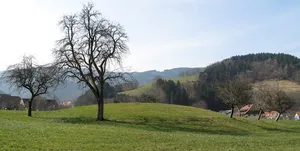 Burg Oberried