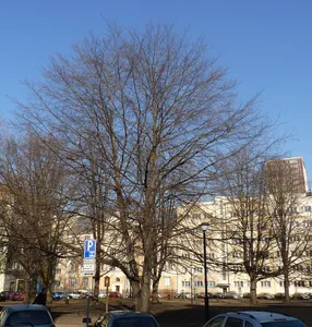 Buk lesní červenolistý v Parku československých letců