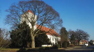 Gehölzgruppe an der Kirche in Friesack