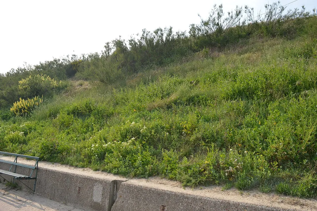Holland-on-Sea Cliff is a geological Site of Special Scientific Interest in Holland-on-Sea, Essex