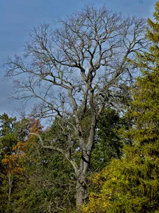 Stieleiche im Garten an der Fasanerie bei Moritzburg