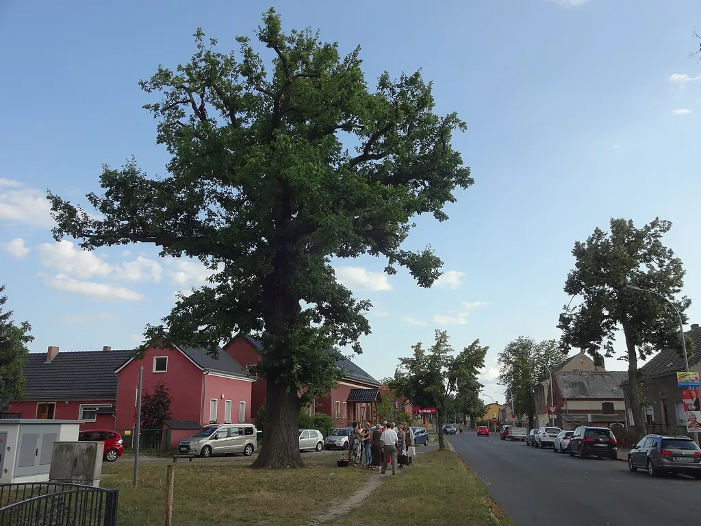 Naturdenkmal Friedenseiche in Glasow (Blankenfelde-Mahlow)