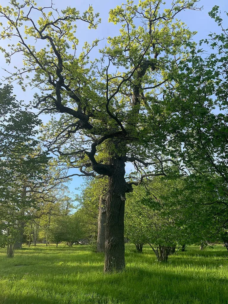One of the 80-year old oak trees in the Klosteränge nature reserve on Gotland, Sweden