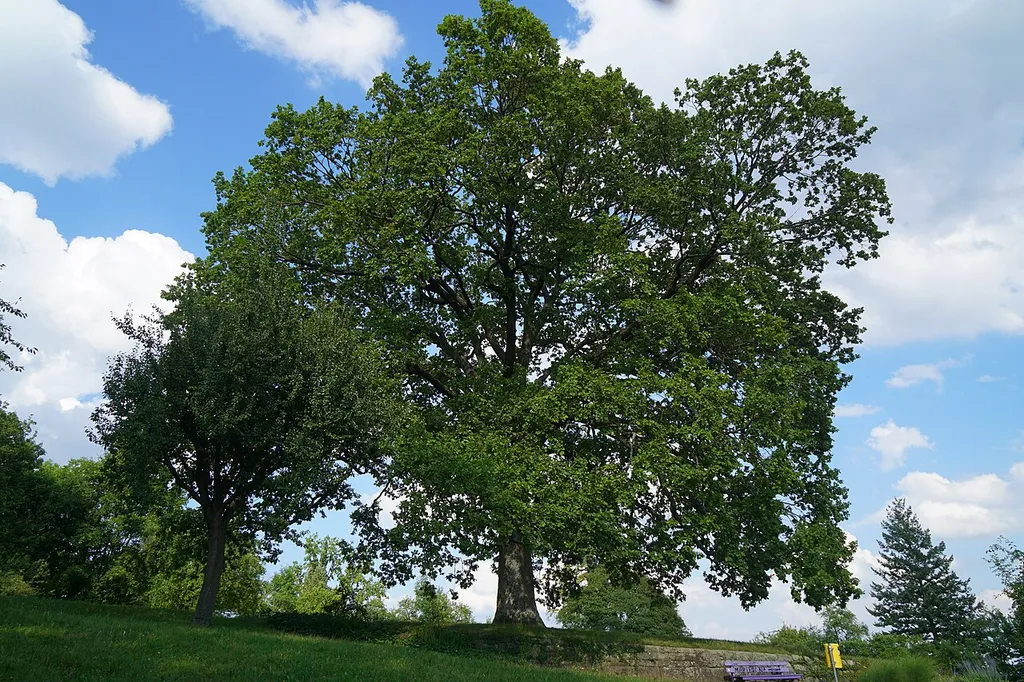 Eiche auf der Burghalde Sindelfingen