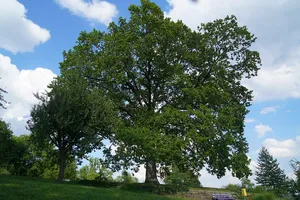 Eiche auf der Burghalde