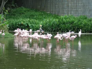 Jurong Bird Park