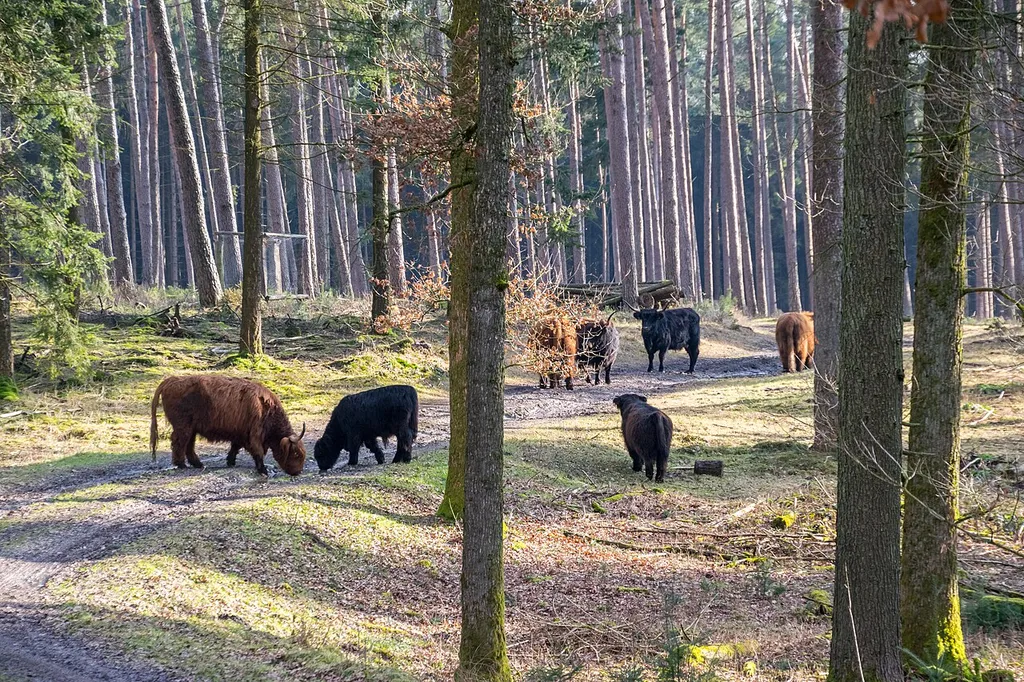Schottische Hochlandrinder in der Wistinghauser Senne bei Oerlinghausen