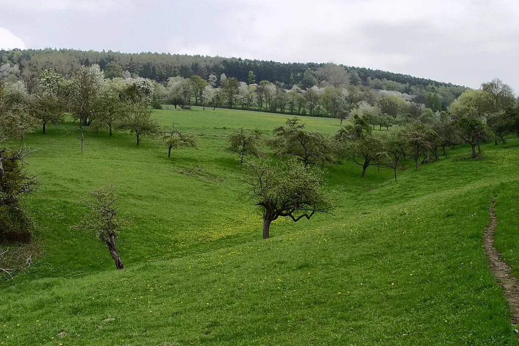 LSG-00561.01 im Naturpark Spessart: Wiese bei Aschaffenburg-Gailbach