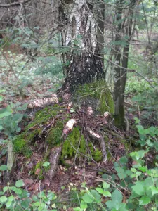 Jägersburger Moor
