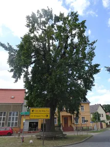 Naturdenkmal Dorf-Eiche Ortslage, neben der Gaststätte, nahe der Kirche in Ragösen