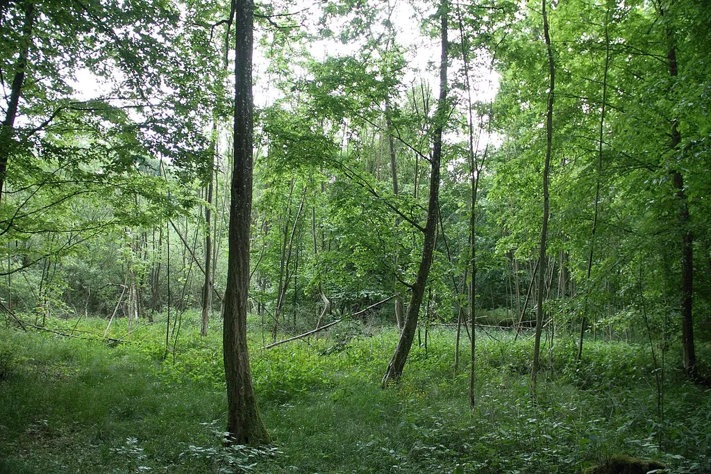 Der unter Naturschutz stehende Bruchwald Burgstall Sanderer befindet sich nahe dem Creglinger Ortsteil Finsterlohr-Burgstall. SGNr. 81280200044. Er liegt innerhalb des ehemaligen Oppidums Finsterlohr.