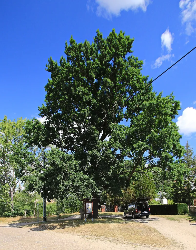 Naturdenkmal Stieleiche in Martinskirchen neben dem Friedhof. Flur 3, Flurstück 457. Landkreis Elbe-Elster.