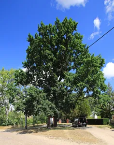 Naturdenkmal Stieleiche neben dem Friedhof Martinskirchen