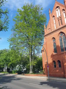 Luther-Buche Paulus-Kirche