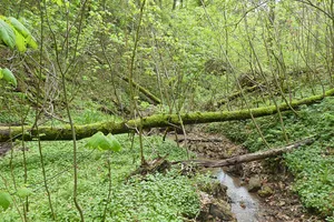 Bachklinge Schweiz